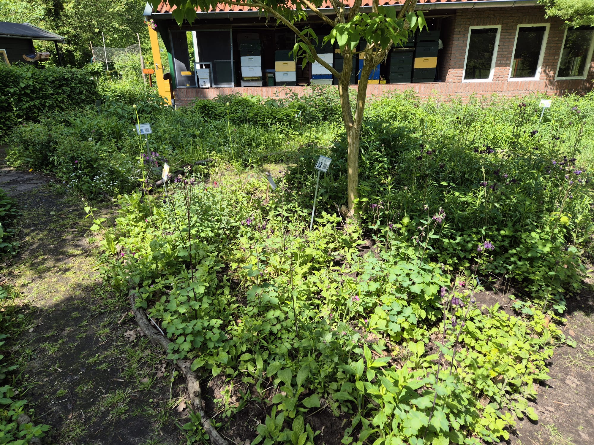Bijvriendelijke planten 2